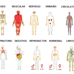 Aparatos del cuerpo humano