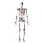 ¿Cuántos huesos tiene el esqueleto humano?