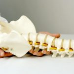 Función de la columna vertebral