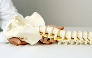 funcion-de-la-columna-vertebral