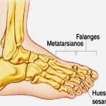 Huesos sesamoideos
