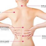 Partes de la espalda
