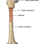 Partes del hueso