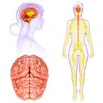 Sistema Nervioso Parasimpático